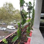 Végétalisation façade parking UGC cité ciné